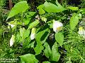 2003-0802Abutilon